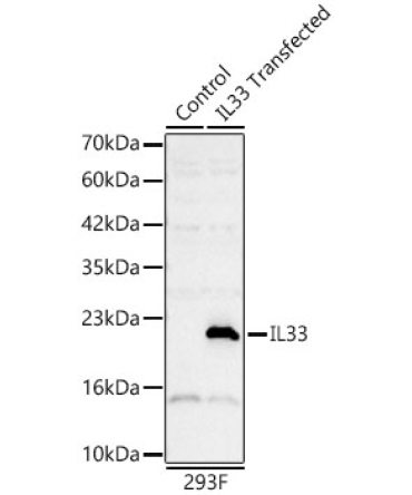 IL33 Rabbit Polyclonal Antibody