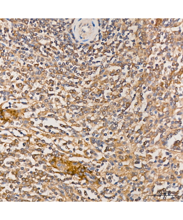 KYAT3 Rabbit Polyclonal Antibody