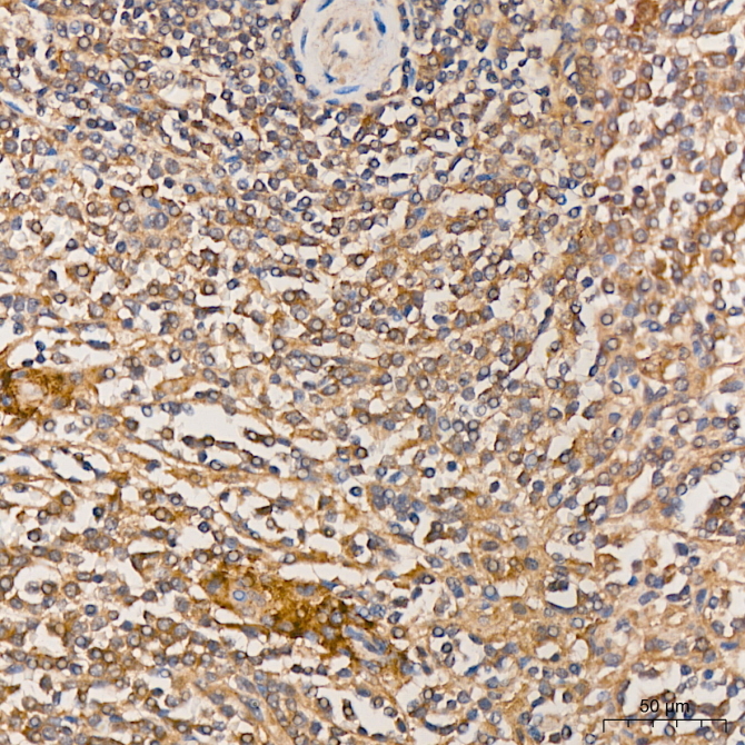 KYAT3 Rabbit Polyclonal Antibody