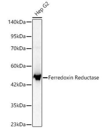 Ferredoxin Reductase Rabbit Polyclonal Antibody