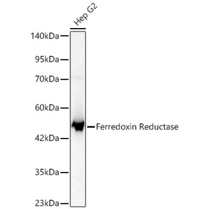 Ferredoxin Reductase Rabbit Polyclonal Antibody