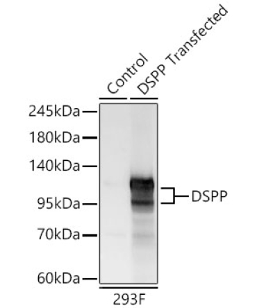 DSPP Rabbit Polyclonal Antibody
