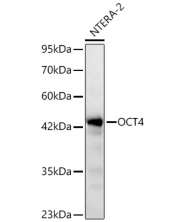 OCT4 Rabbit Polyclonal Antibody
