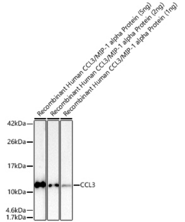CCL3 Rabbit Polyclonal Antibody