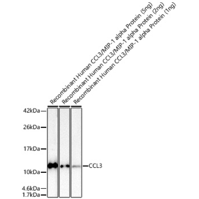 CCL3 Rabbit Polyclonal Antibody