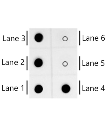 Cy3/Cy5 Rabbit Monoclonal Antibody