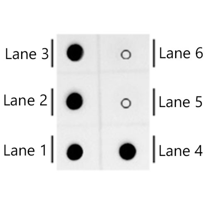 Cy3/Cy5 Rabbit Monoclonal Antibody