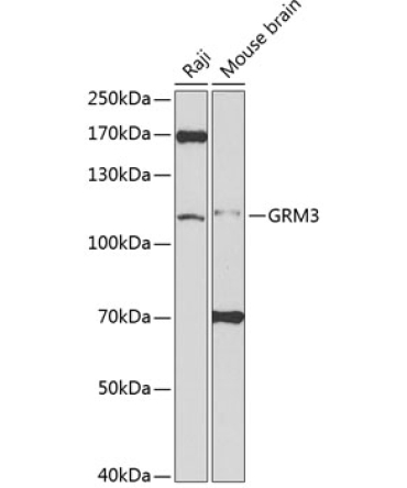 GRM3 Rabbit Polyclonal Antibody