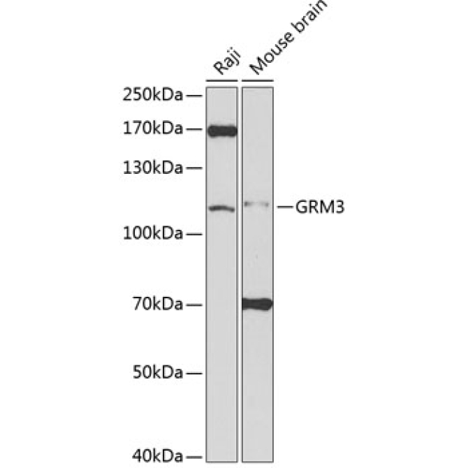 GRM3 Rabbit Polyclonal Antibody