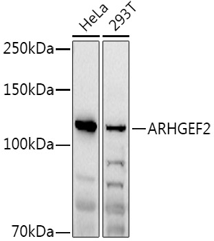 ARHGEF2 Rabbit Polyclonal Antibody