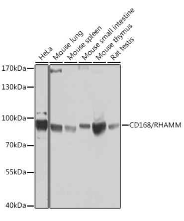 CD168/RHAMM Rabbit Polyclonal Antibody