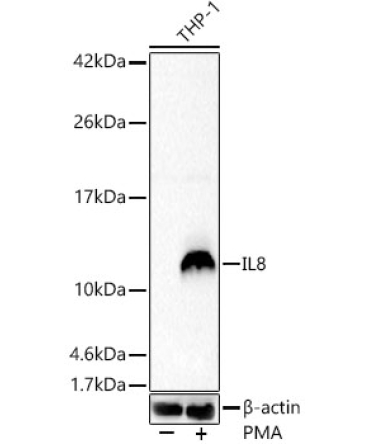 IL8 Rabbit Polyclonal Antibody