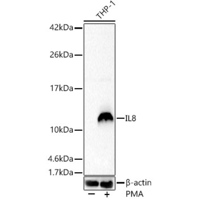 IL8 Rabbit Polyclonal Antibody