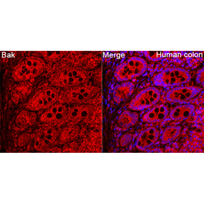 Bak Rabbit Polyclonal Antibody