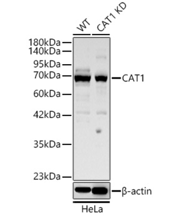 CAT1 Rabbit Polyclonal Antibody [KD Validated]