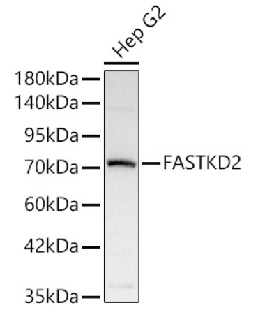 FASTKD2 Rabbit Polyclonal Antibody