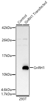 GnRH1 Rabbit Polyclonal Antibody