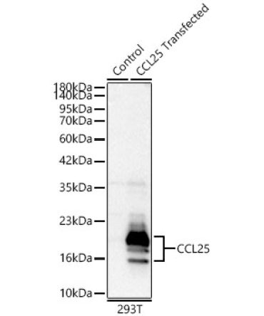 CCL25 Rabbit Polyclonal Antibody
