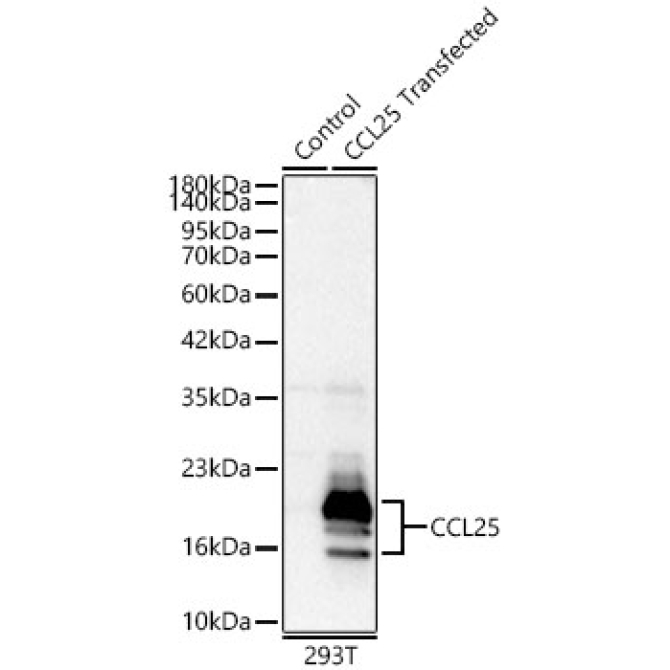 CCL25 Rabbit Polyclonal Antibody