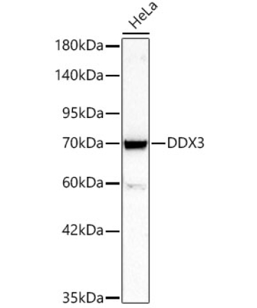 DDX3 Rabbit Polyclonal Antibody