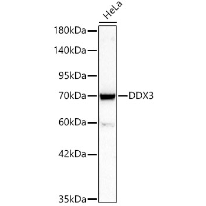 DDX3 Rabbit Polyclonal Antibody