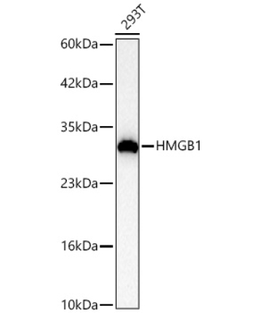 HMGB1 Rabbit Polyclonal Antibody [KO Validated]