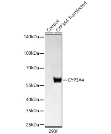 CYP3A4 Rabbit Polyclonal Antibody