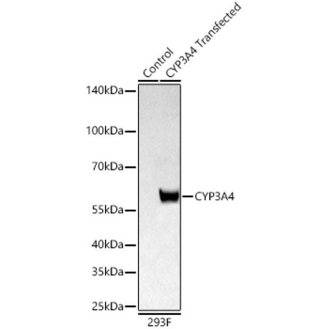 CYP3A4 Rabbit Polyclonal Antibody
