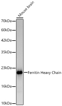 Ferritin Heavy Chain Rabbit PolyMonoclonal Antibody?