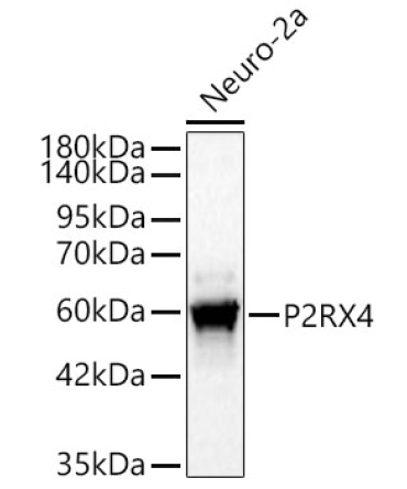 P2RX4 Rabbit PolyMonoclonal Antibody?