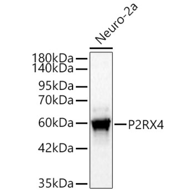 P2RX4 Rabbit PolyMonoclonal Antibody?