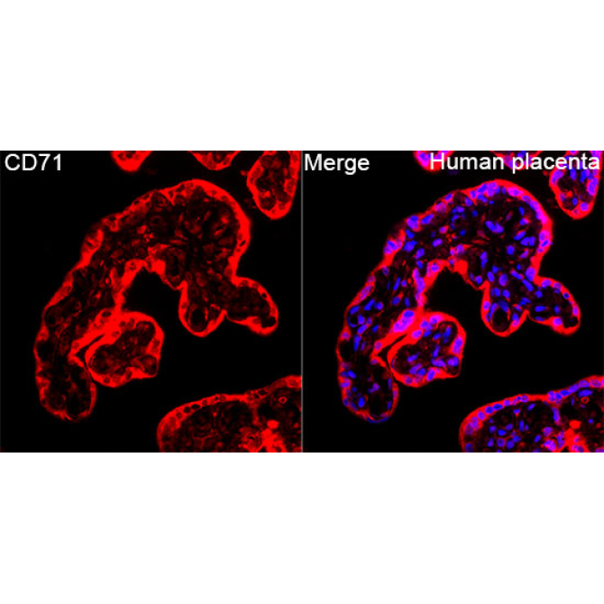 CD71 Rabbit Polyclonal Antibody