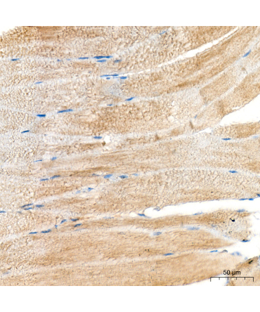 Myosin heavy chain Rabbit Polyclonal Antibody