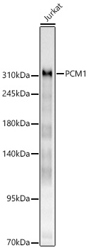 PCM1 Rabbit Polyclonal Antibody
