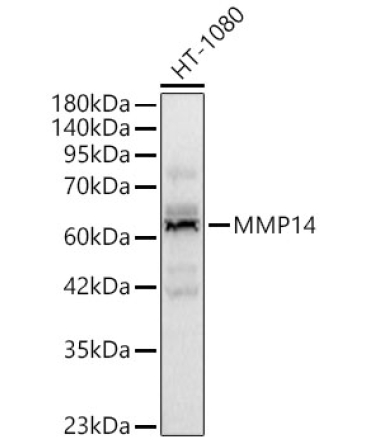 MMP14 Rabbit Polyclonal Antibody