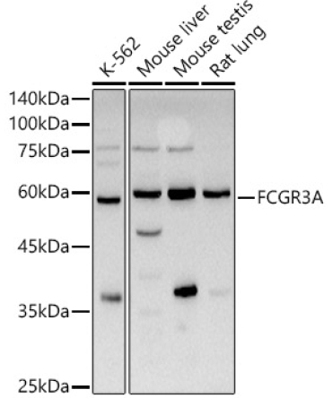 FCGR3A Rabbit Polyclonal Antibody