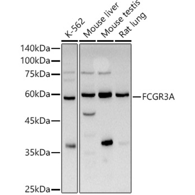 FCGR3A Rabbit Polyclonal Antibody