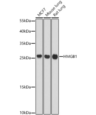 HMGB1 Rabbit Polyclonal Antibody