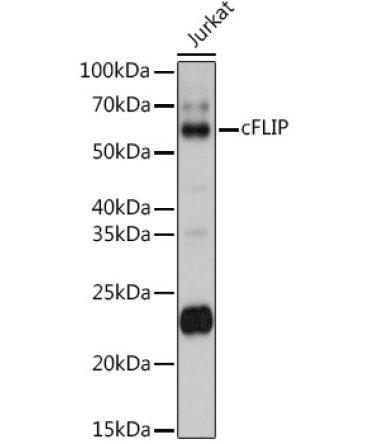 cFLIP Rabbit Polyclonal Antibody