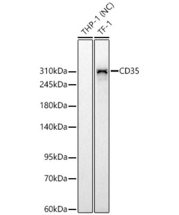CD35 Rabbit Monoclonal Antibody
