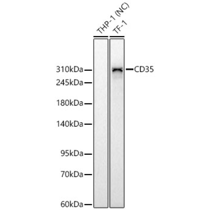 CD35 Rabbit Monoclonal Antibody