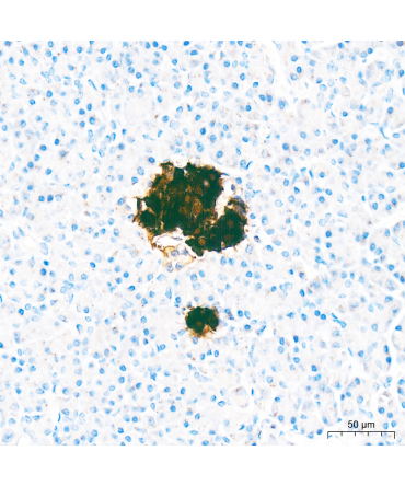 Insulin Rabbit Polyclonal Antibody