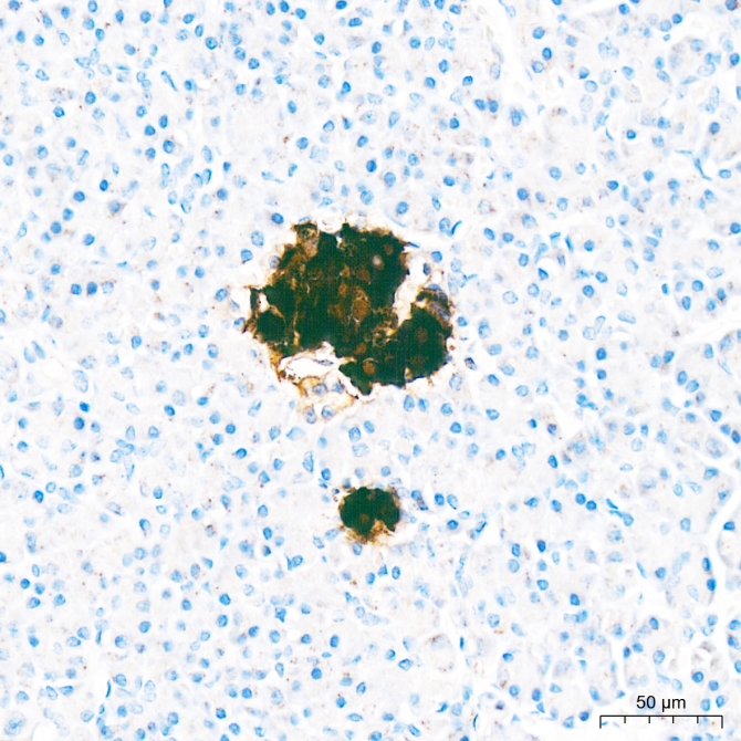 Insulin Rabbit Polyclonal Antibody