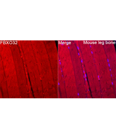 FBXO32 Rabbit Polyclonal Antibody