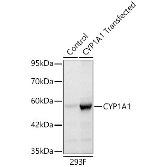 CYP1A1 Rabbit Polyclonal Antibody