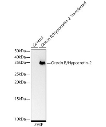 Orexin B/Hypocretin-2 Rabbit Polyclonal Antibody