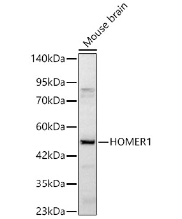 HOMER1 Rabbit Polyclonal Antibody
