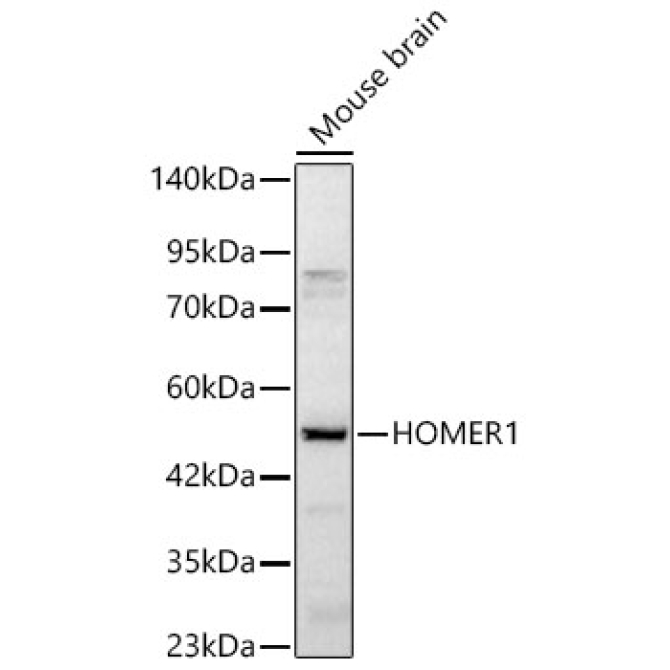 HOMER1 Rabbit Polyclonal Antibody