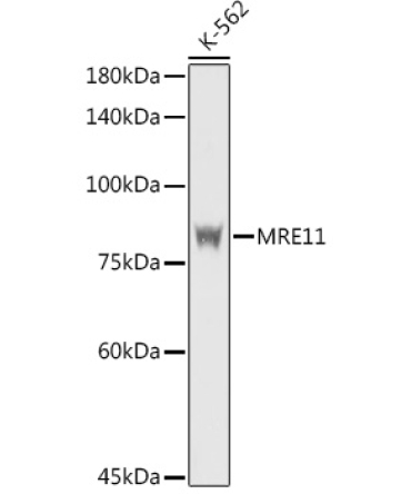 MRE11 Rabbit Polyclonal Antibody