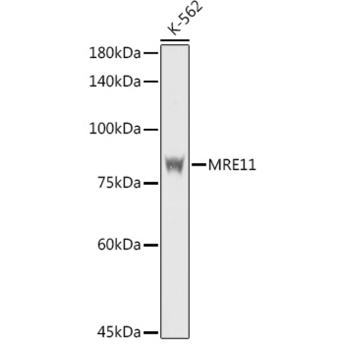 MRE11 Rabbit Polyclonal Antibody